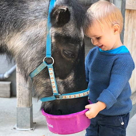 Kind füttert Pferd 475x475 LBH