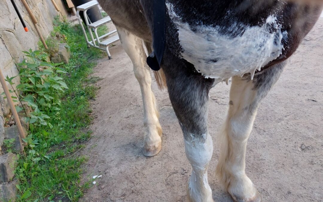 Tamino am Weg der Besserung