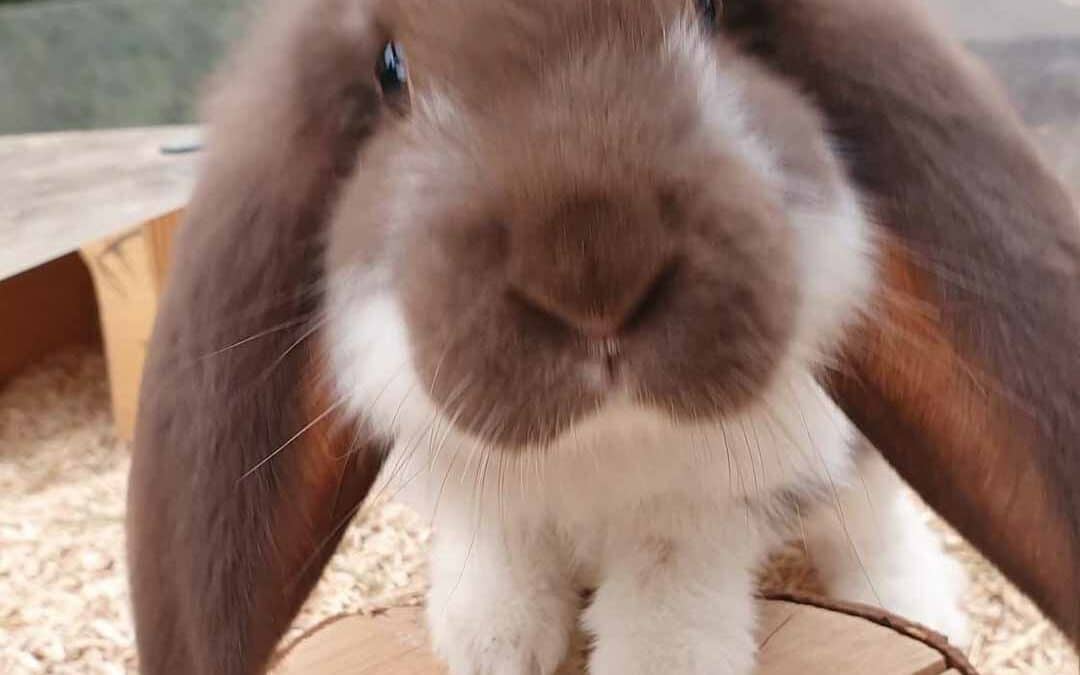 Nachwuchs bei unseren Kaninchen