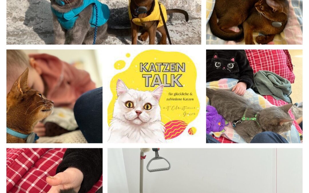 Podcast zu Katzentherapie am Lichtblickhof