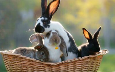 Kaninchenbabys suchen Namen