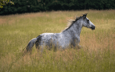 Stress reaction and regeneration of therapy horses