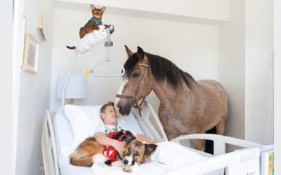 Palliative and hospice support with animals