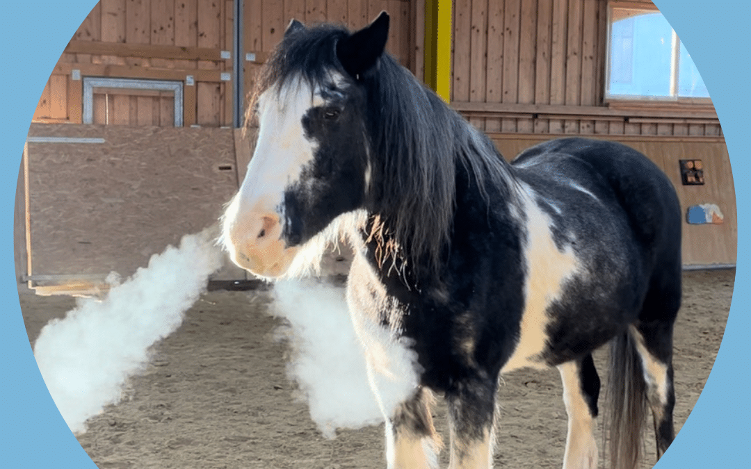 Selbstlern-Kurs Schnaubkorrespondenz