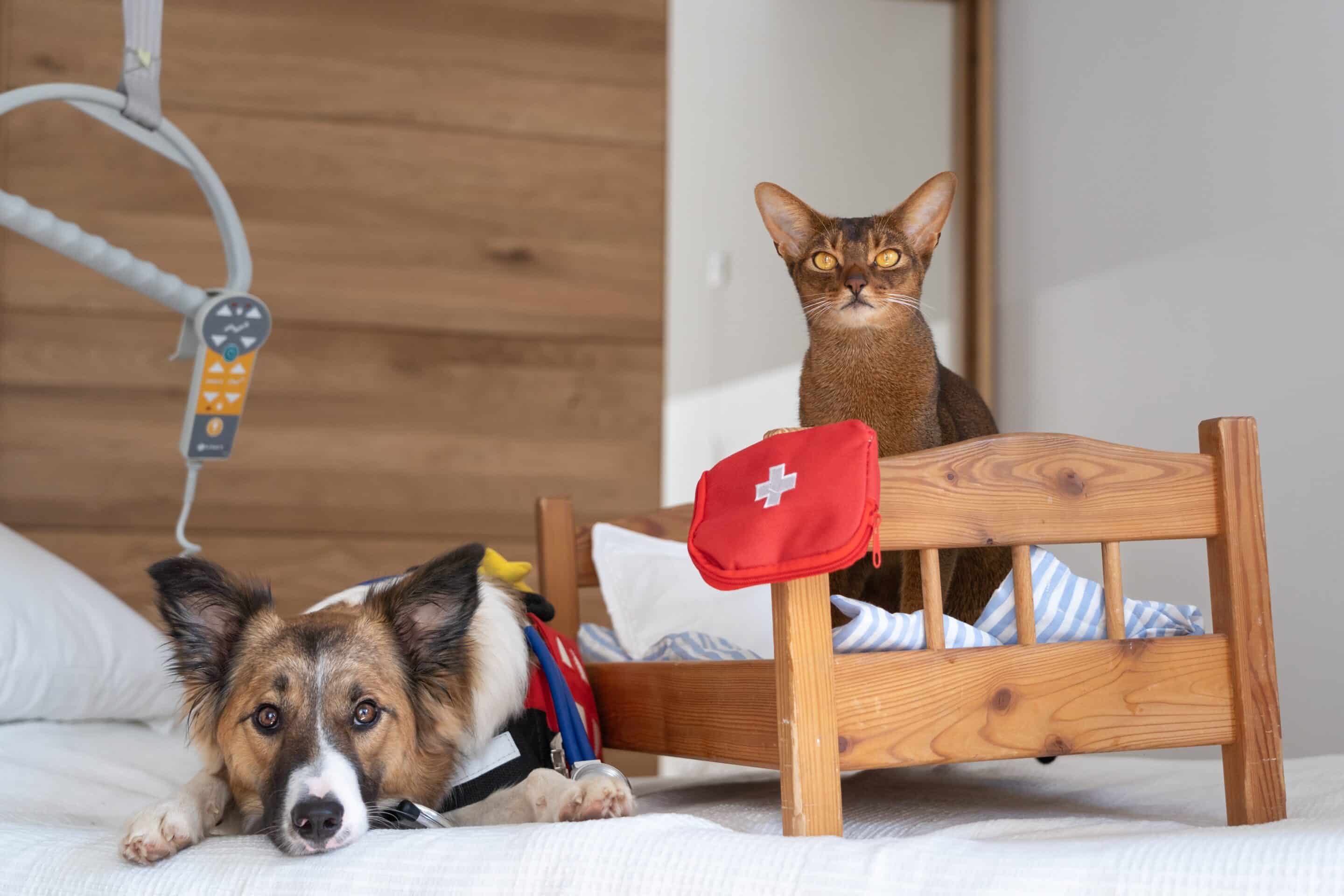 Hund und Katze01