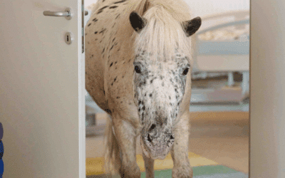 Voting für den Lichtblickhof