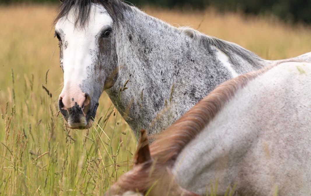 Ein neues Kapitel für Cocuya