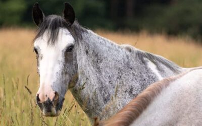 Ein neues Kapitel für Cocuya