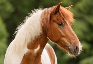 Herzlich Willkommen Sirius Solargeisli