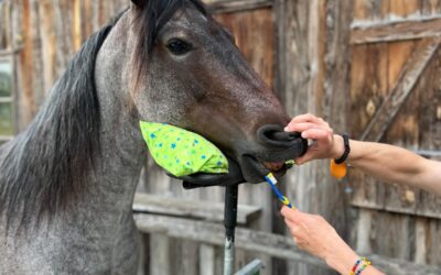 R+ Trainingstage mit Barbra Glatz und Anna Oblasser-Mirtl