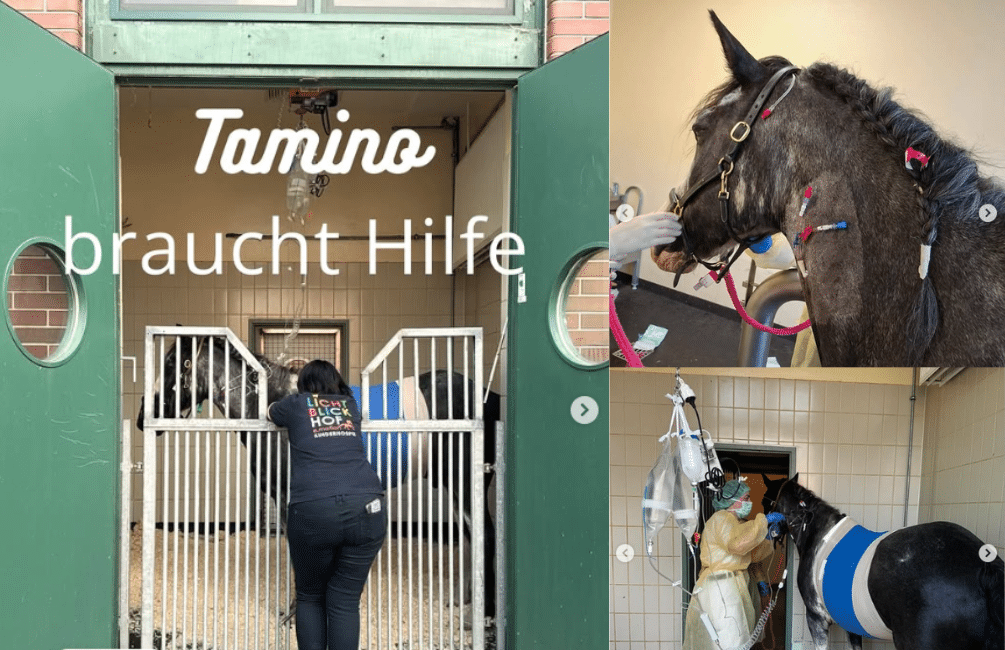 Tamino braucht HILFE!